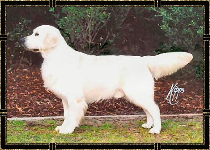 Champdogs store golden retrievers